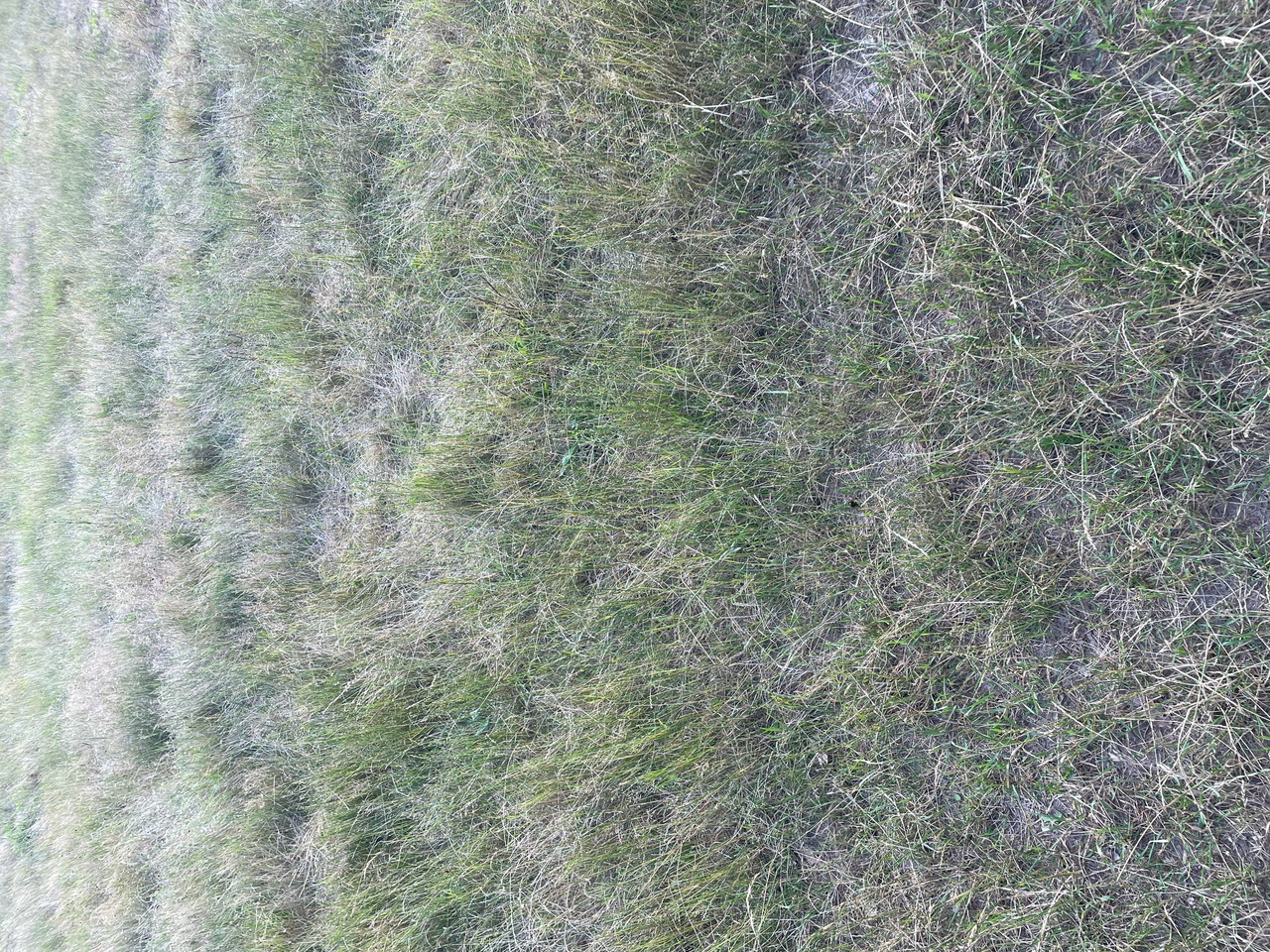 A meadow with grass, sand, and soil.