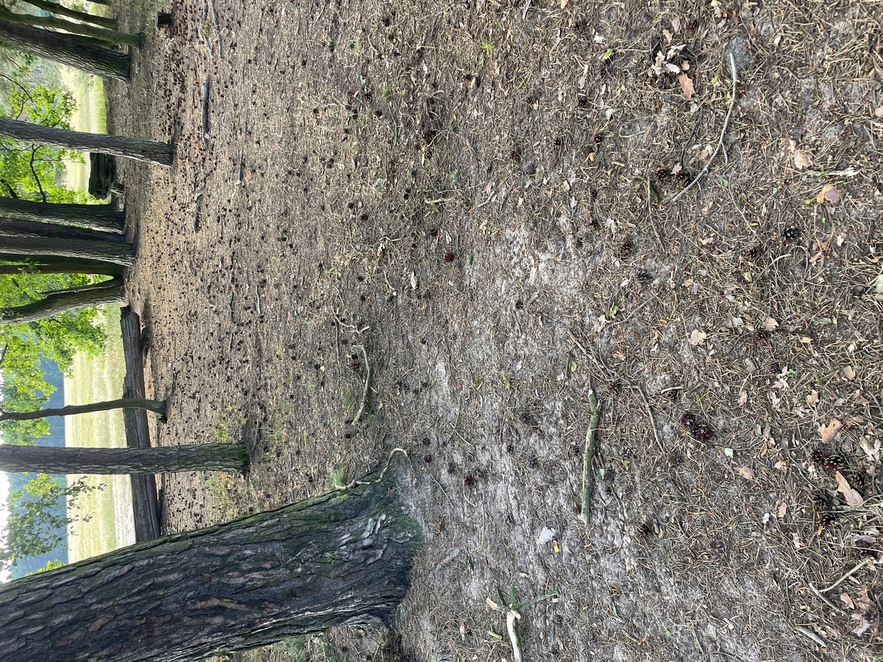 Ein trockener, sandiger Boden mit trockenem Gras, kleinen Kiefernzapfen am Boden und vereinzelte Kiefern.