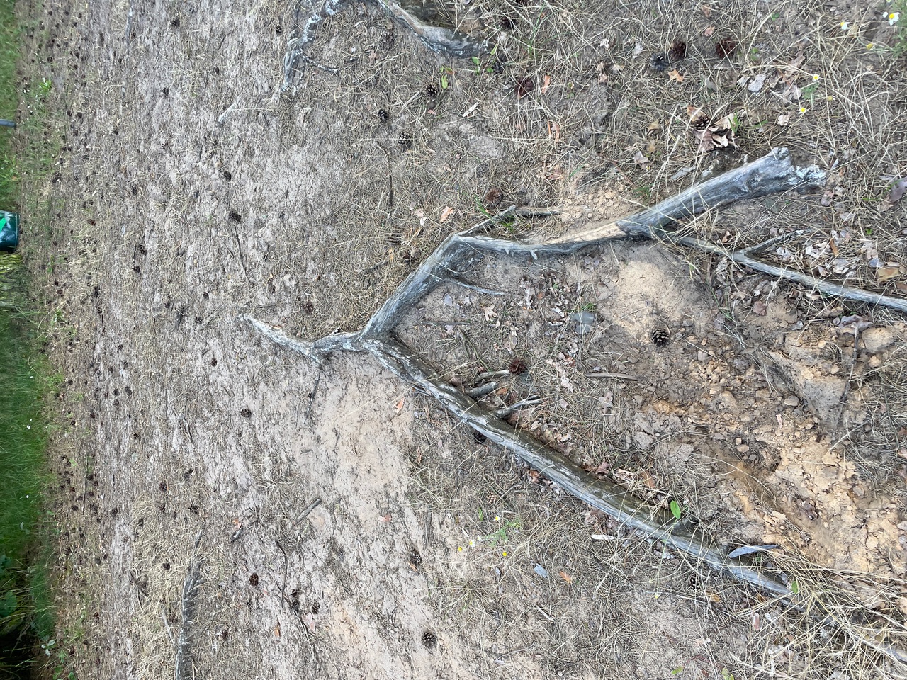 Ein trockener, sandiger Boden mit verstreuten Wurzeln, trockenem Gras und kleinen Tannenzapfen.